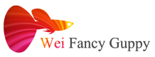 Wei Fancy Guppy