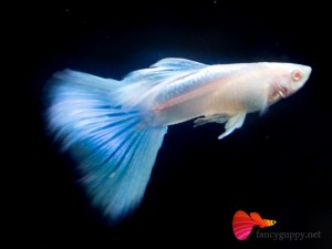 albino-sky-blue-04