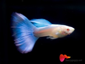 albino-sky-blue-06