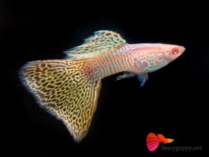 albino-yellow-cobra-guppy-fish-01