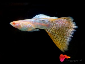 albino-yellow-cobra-guppy-fish-02