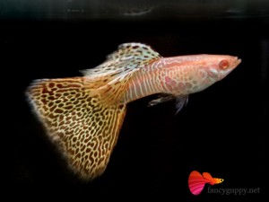 albino-yellow-cobra-guppy-fish-03