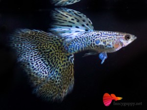 albino-yellow-king-cobra-guppy-fish-01