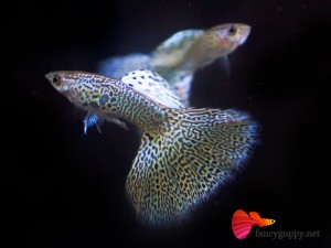 albino-yellow-king-cobra-guppy-fish-02