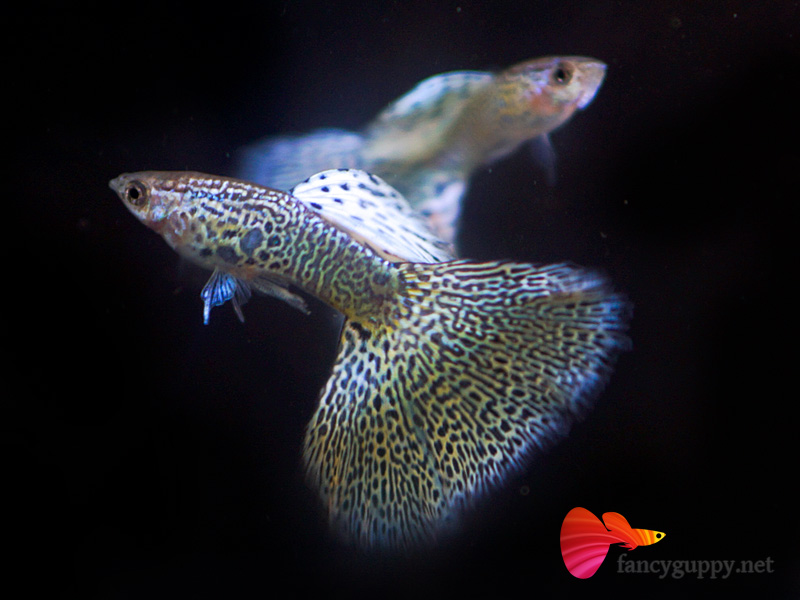 exotic guppies for sale