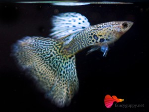 albino-yellow-king-cobra-guppy-fish-03