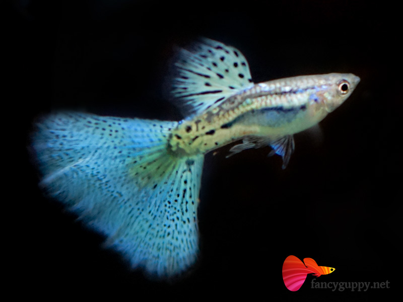 exotic guppies for sale