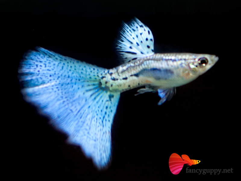 exotic guppies for sale