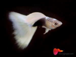 yellow-tuxedo-guppy-fish-12