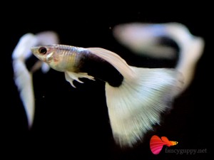 yellow-tuxedo-guppy-fish-13