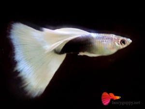 yellow-tuxedo-guppy-fish-14