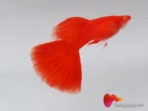 albino full red guppy fish 1a