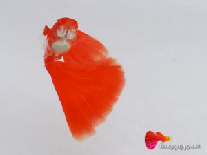 albino full red guppy fish 2a