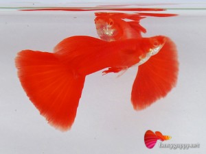 albino full red guppies fish 3a