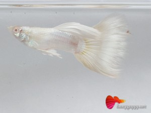 albino platinum guppy fish 1