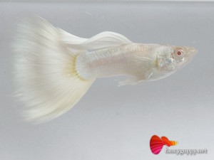 albino platinum guppy fish 2