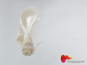 albino platinum guppy fish 3