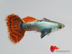 big-ear-guppy-fish-1