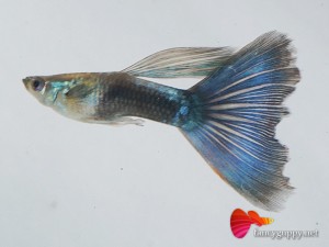 blue-tuxedo-guppy-fish-1