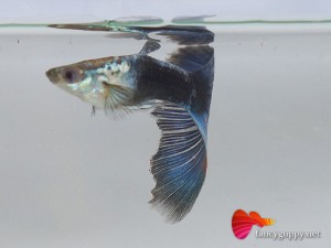 blue-tuxedo-guppy-fish-2