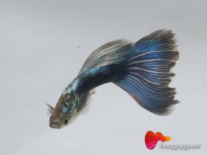 blue-tuxedo-guppy-fish-3
