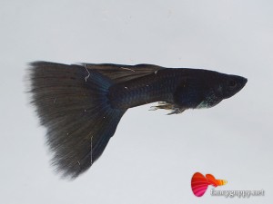 moscow-blue-guppy-fish-1
