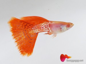 red-lace-guppy-fish-1