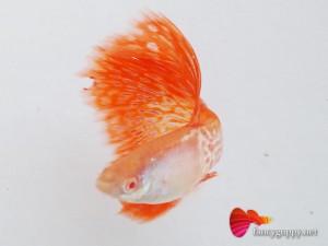 red-lace-guppy-fish-2