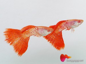 red-lace-guppy-fish-3