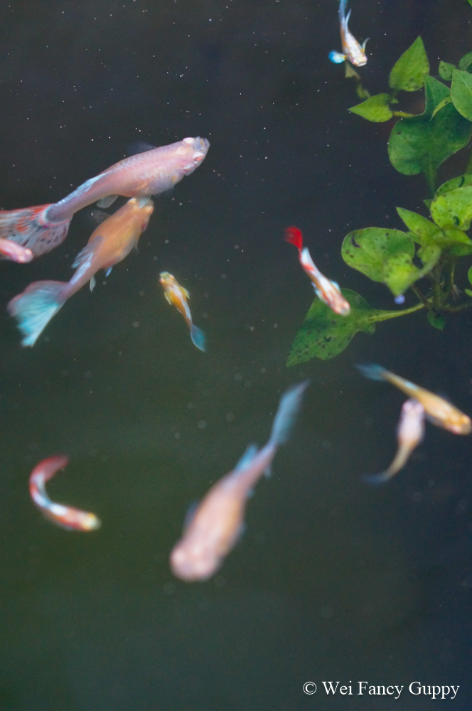 penang fancy guppy