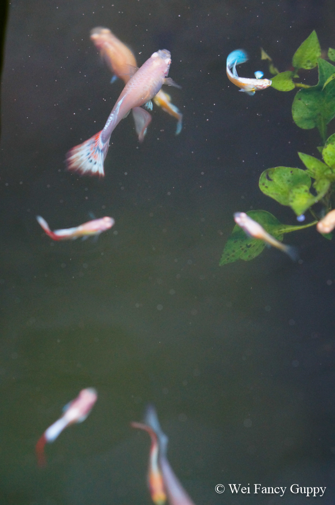 penang fancy guppy