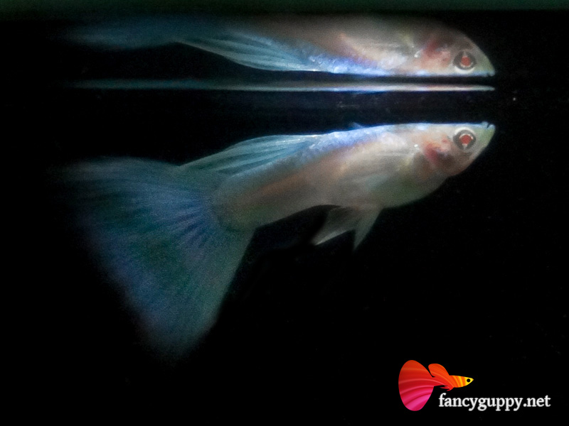 albino-sky-blue-01