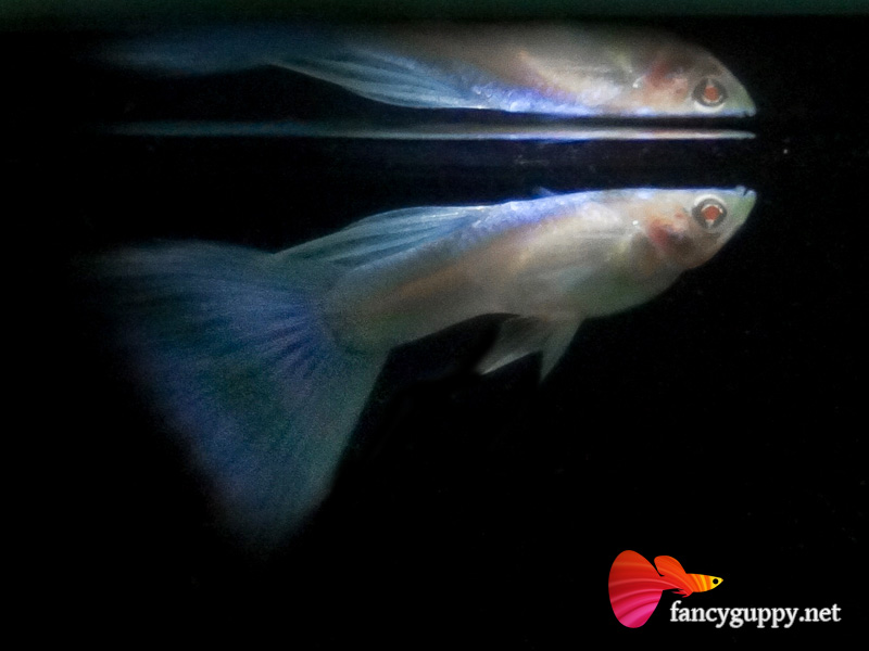 albino-sky-blue-01