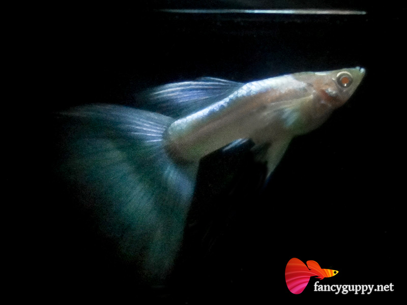 albino-sky-blue-02