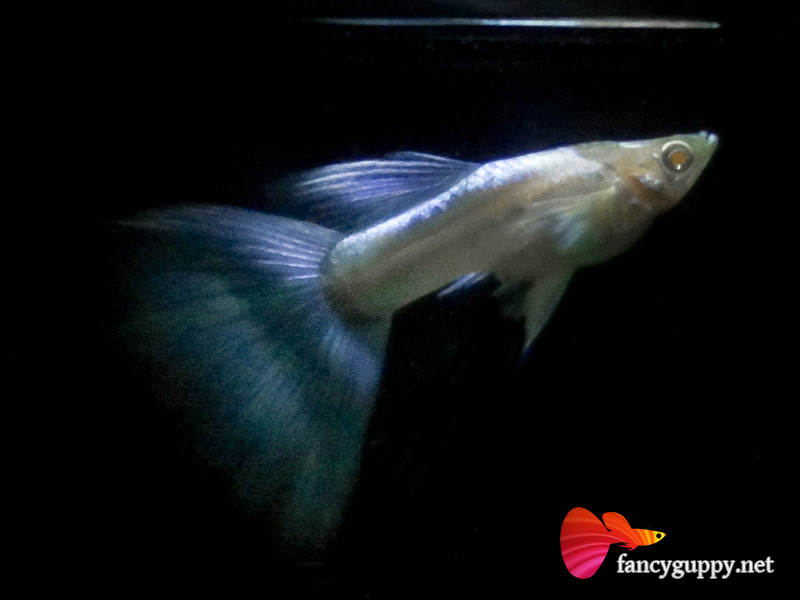 albino-sky-blue-02