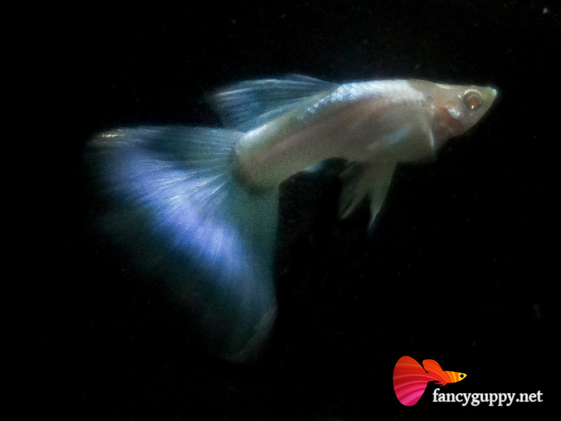 albino-sky-blue-03