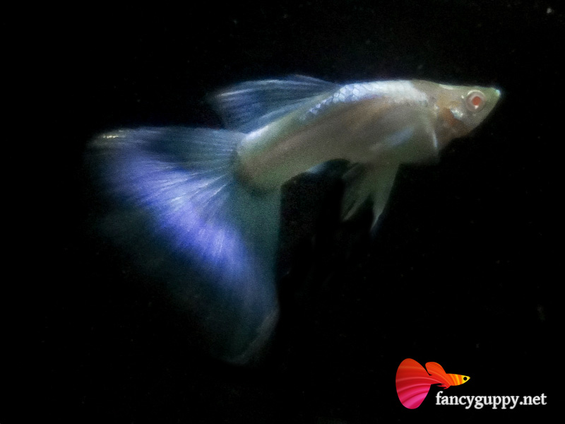 albino-sky-blue-03