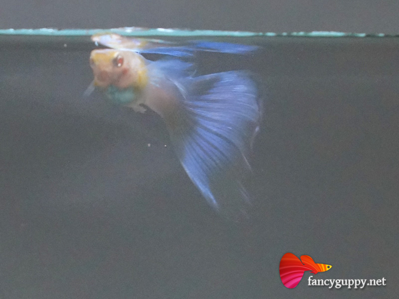 albino-sky-blue-1
