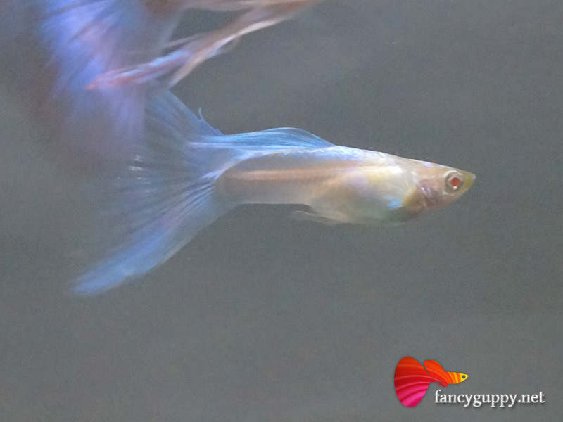 albino-sky-blue-2