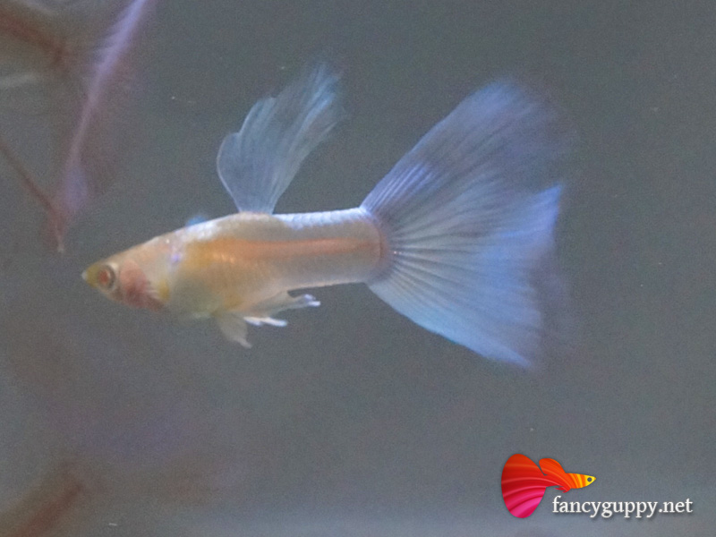 albino-sky-blue-3