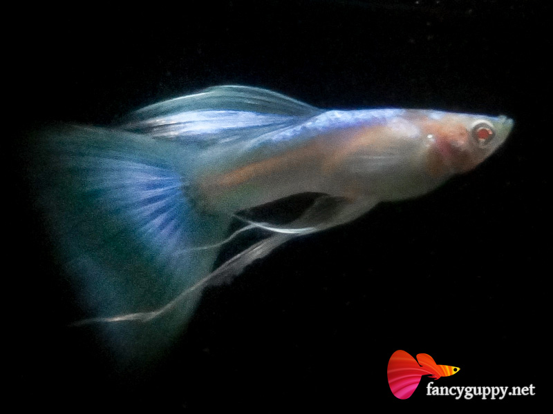 albino-sky-blue-ribbon-01