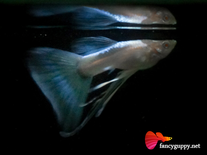 albino-sky-blue-ribbon-02