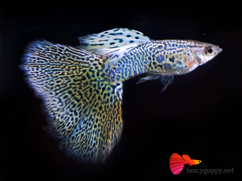 albino-yellow-king-cobra-guppy-fish-04