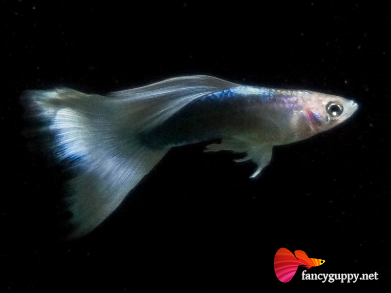 yellow-tuxedo-guppy-fish-01