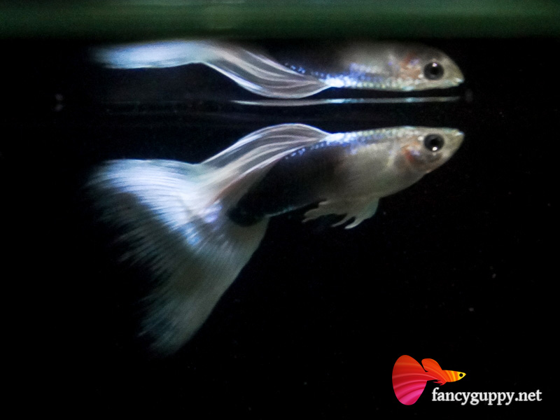 yellow-tuxedo-guppy-fish-02