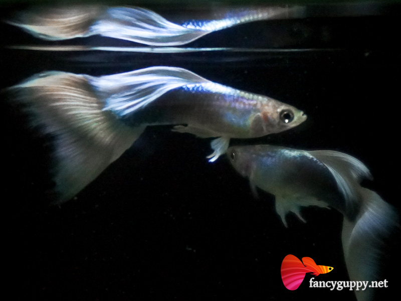 yellow-tuxedo-guppy-fish-03