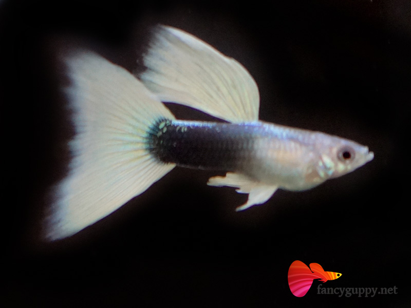 yellow-tuxedo-guppy-fish-11