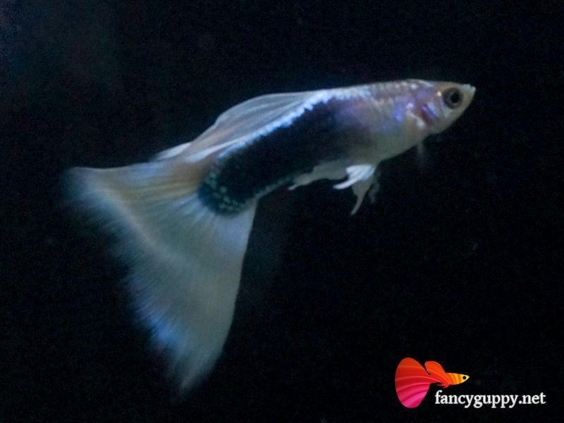 yellow-tuxedo-guppy-fish-6