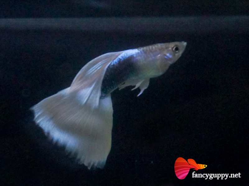 yellow-tuxedo-guppy-fish-7