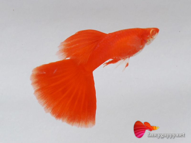 albino-full-red-guppy-fish-1